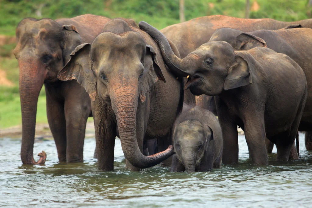 Wildlife Safaris